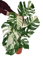 Monstera Variegata XXL